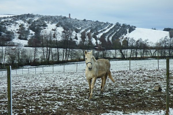  Těšánky - při přesunu na vlak se naskytla Rosťovi pěkná momentka "bělouše" a rozhledny Zdenička v pozadí   Foto: Rosťa Kolmačka